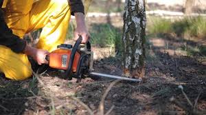 Best Leaf Removal  in Lake Don Pedro, CA